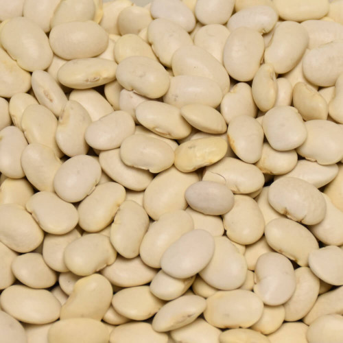 Fazuľa veľká biela