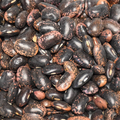 Fazuľa veľká barevná