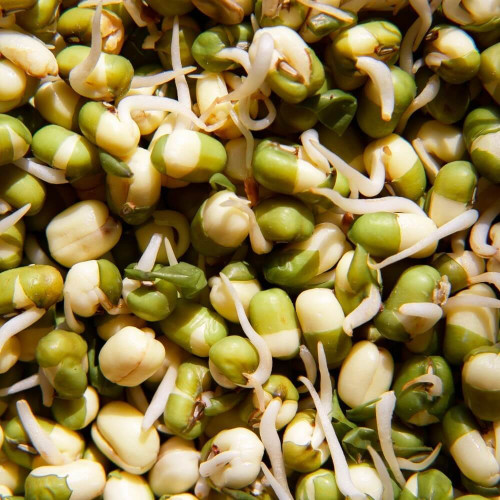 Fazole mungo naklíčené